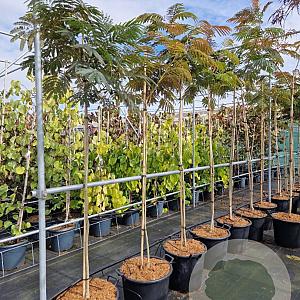 Albizia julibr. 'Evi's Pride' 6-8 HO 15L