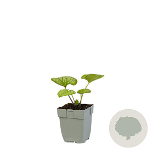 Brunnera macr. 'Jack Frost' GM  P11