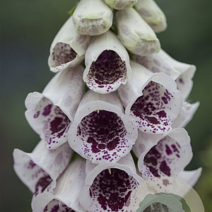 Digitalis purp. 'Pam's Choice' GM P13