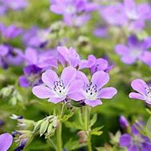 Geranium sylv. 'Mayflower' GM  P11