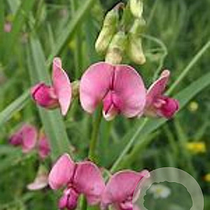 Lathyrus sylvestris GM P13