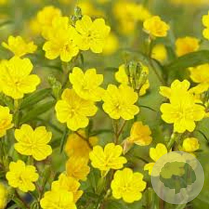 Oenothera perennis GM P13