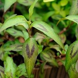 Persicaria odorata GM P13