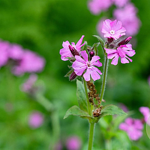 Silene dioica GM P13