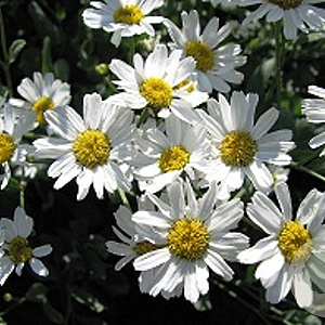 Tanacetum balsamita GM P13