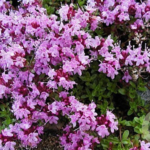Thymus 'Pink Ripple' GM P13