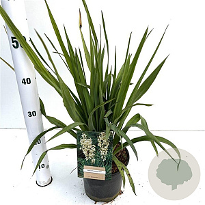 Yucca filamentosa 30-40 cm 2,5L