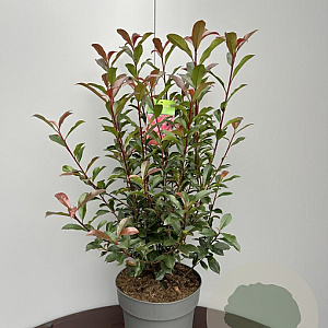 Photinia fraseri Carré Rouge 60-80 cm 10L