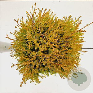 Thuja occ. 'Rheingold' 20-30 cm 2,5L