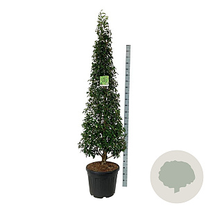 Prunus l. 'Angustifolia' 175-200 cm cont. 55L Pir. op stam extra