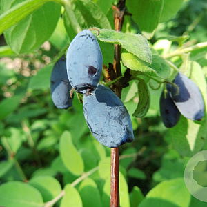 Lonicera c. 'Wojtek' 60-70 cm 2,0L