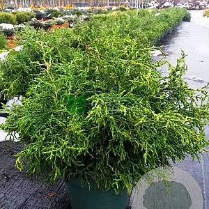 Chamaecyparis l. 'Lycopodioides' 25-30 cm 3,5L