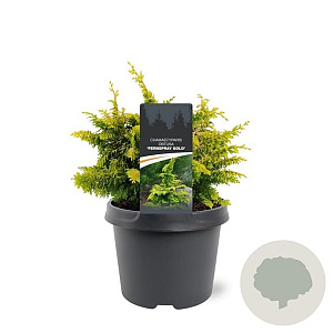 Chamaecyparis o. 'Fernspray Gold' 20-25 cm 3,0L