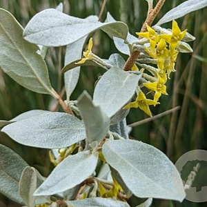 Elaeagnus commutata 175-200 cm container meerstammig