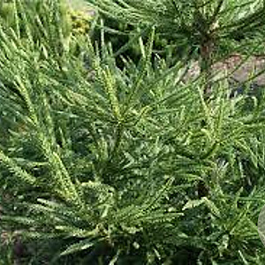 Cryptomeria j. 'Dacrydioides' 30-40 cm 5,0L