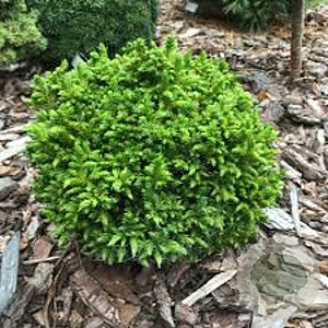 Cryptomeria j. 'Green Pearl' 20-25 cm 3,0L