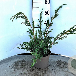 Juniperus chin. 'Blue Alps' 30-40 cm 3,0L