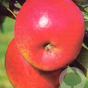 Malus d. 'Topaz' struik wortelgoed