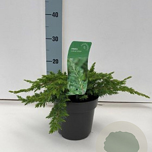 Juniperus conferta 'Schlager' 30-40 cm 3,0L