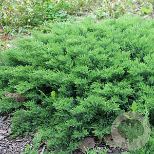 Juniperus d. 'Leningrad' 30-40 cm 3,0L