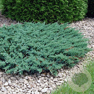 Juniperus h. 'Blue Chip' 25-30 cm 3,5L