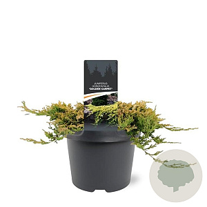 Juniperus h. 'Golden Carpet' 20-25 cm 3,0L