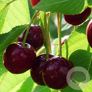 Prunus a. 'Sam' struik wortelgoed