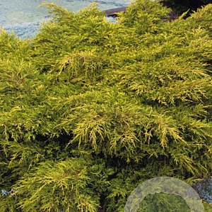 Juniperus pfitzeriana 'Gold Coast' 25-30 cm 3,5L