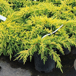 Juniperus pf. 'Gold Star' 25-30 cm 3,5L