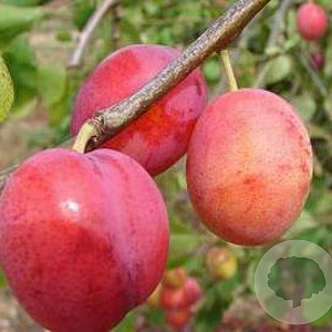 Prunus d. 'Early Laxton' halfstam wortelgoed