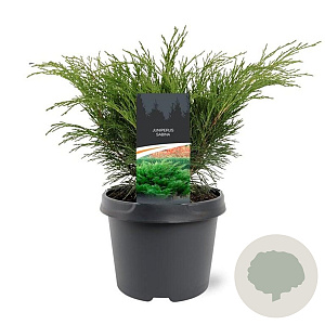 Juniperus sabina 25-30 cm 3,5L