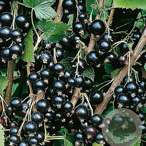 Ribes nigr. 'Ben Sarek' 60-80 cm 20L