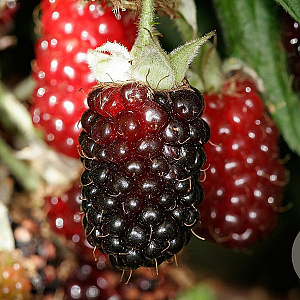 Rubus 'Boysen' 60-70 cm 2,0L