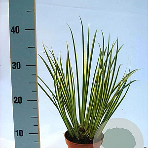 Acorus calamus 'Variegatus' GM P9