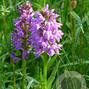 Dactylorhiza majalis GM P9