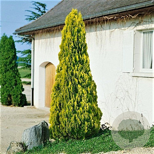 Platycladus or. 'Pyramidalis Aurea' 40-50 cm 3,0L