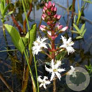 Menyanthes trifoliata GM P9