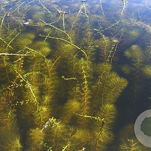 Myriophyllum verticillatum GM Bundel