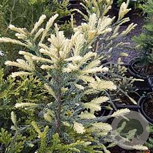 Sequoia s. 'Adpressa' 25-30 cm 3,5L