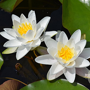 Nymphaea 'Gladstoniana' GM M28