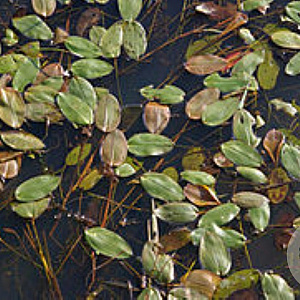 Potamogeton natans GM Bundel