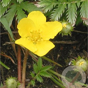 Potentilla anserina GM P9