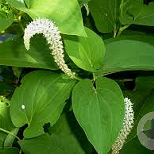 Saururus cernuus GM P9