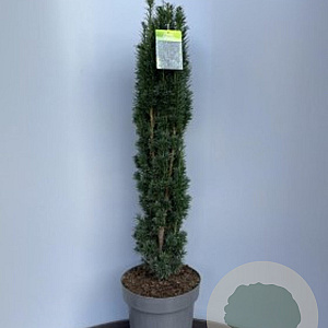 Taxus b. 'Fastigiata Robusta' 15-20 cm P9