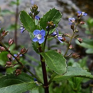 Veronica beccabunga GM P9