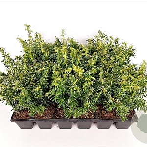 Taxus b. 'Goldstrike' 20-25 cm P9