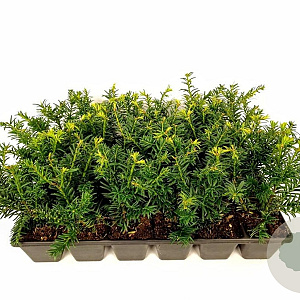 Taxus b. 'Goud Elsje' 15-20 cm P9