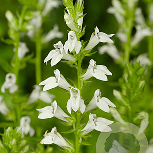 Lobelia siphilitica 'Alba' GM P9