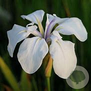 Iris laevigata 'Snowdrift' GM P9