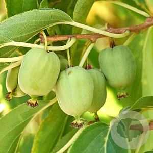 Actinidia arguta 'Bayern' 60-70 cm 2,0L